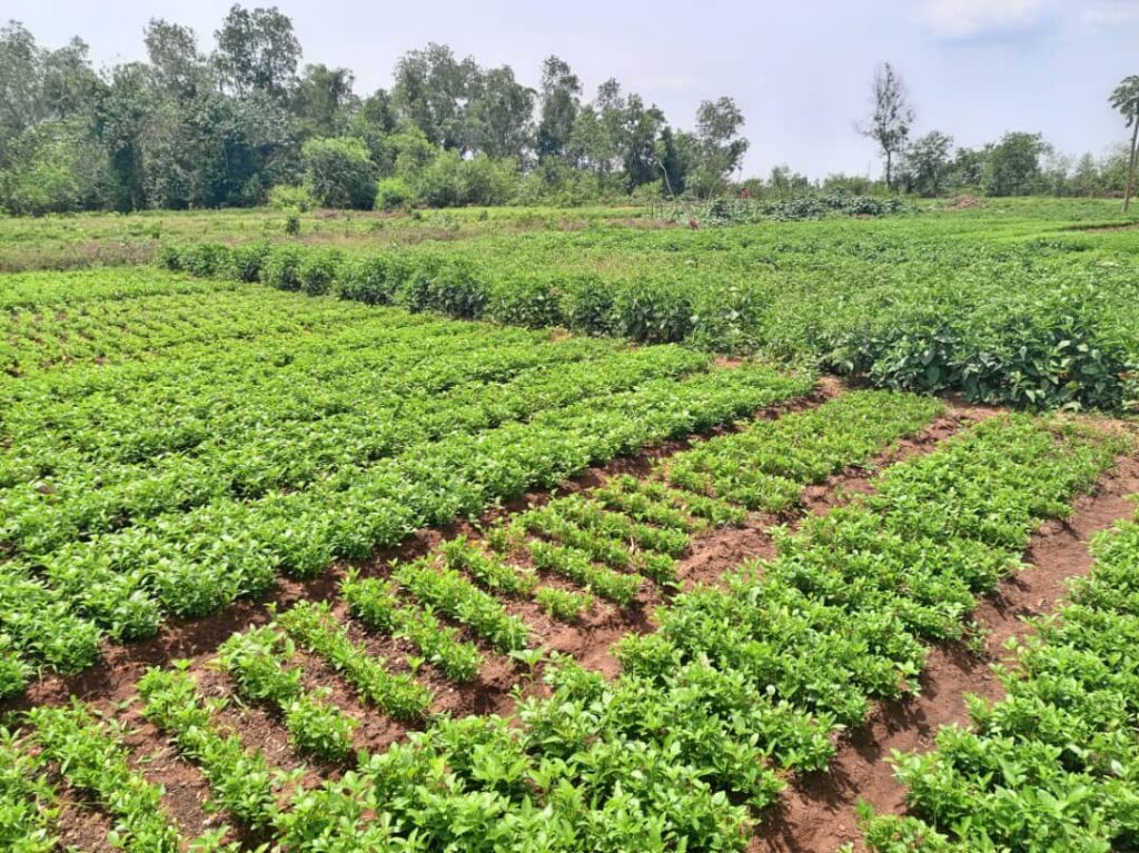 Plantation de Laitue