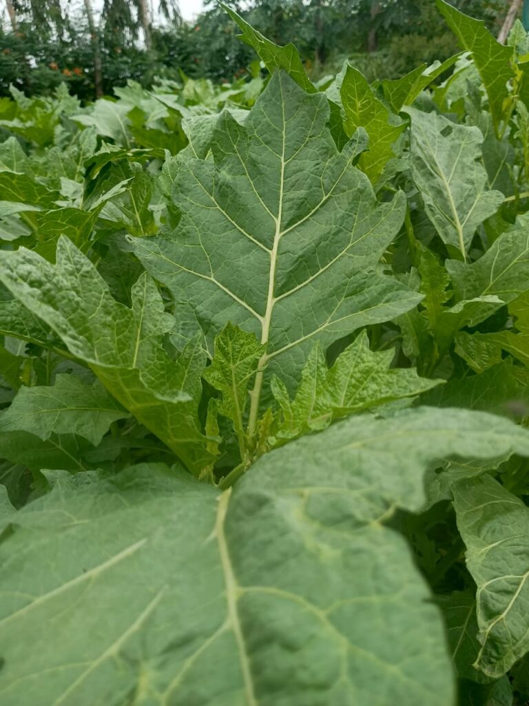 gboma frais